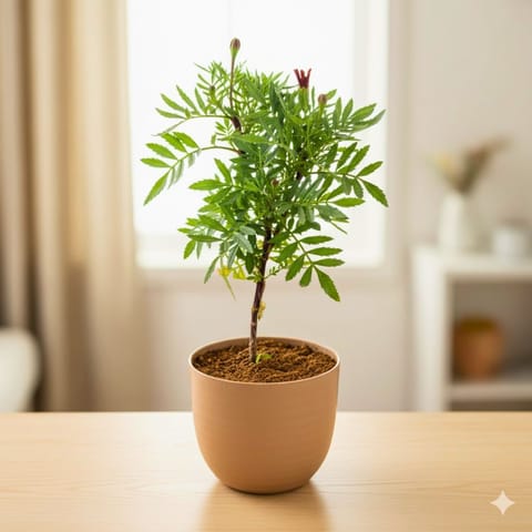 Gift Ready - Marigold Jafri (any colour) in 4 Inch Mocha Avora Premium Plastic Planter - with Gift Bag