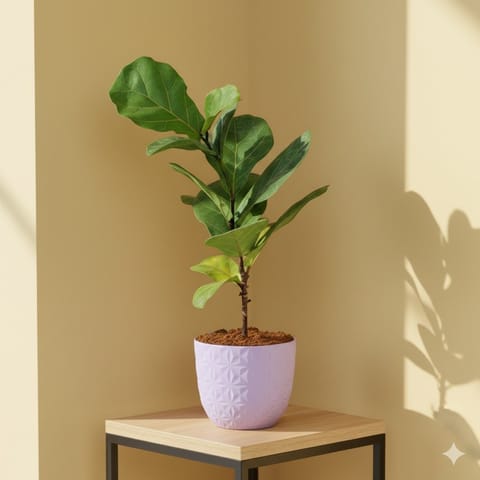 Gift Ready - Fiddle Leaf Fig in 4 Inch Purple Leafora Premium Plastic Planter - with Gift Bag