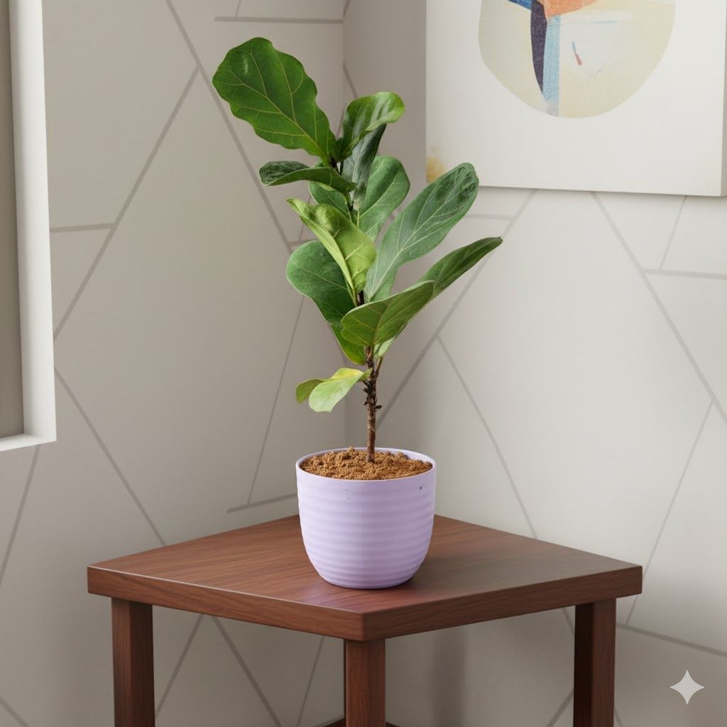 Gift Ready - Fiddle Leaf Fig in 4 Inch Purple Avora Premium Plastic Planter - with Gift Bag