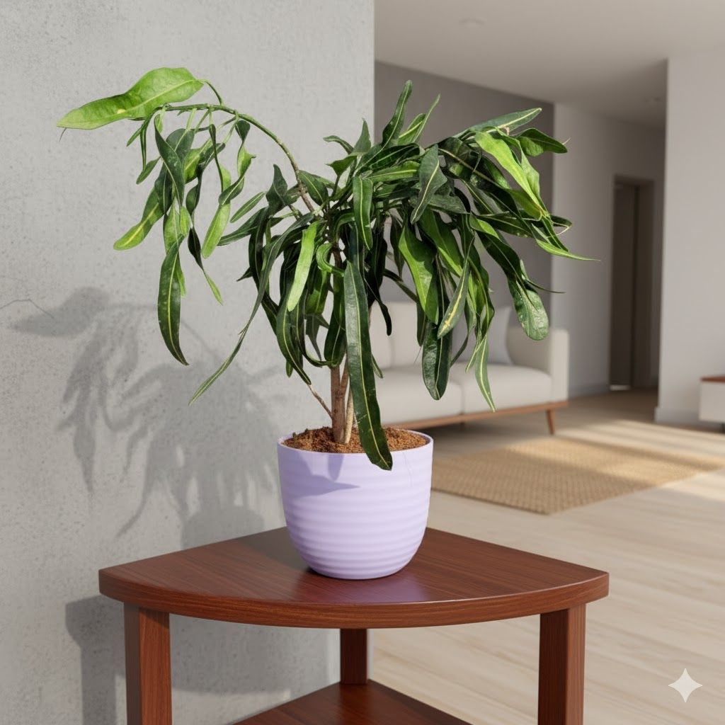 Gift Ready - Croton Sunny Star in 4 Inch Purple Avora Premium Plastic Planter - with Gift Bag