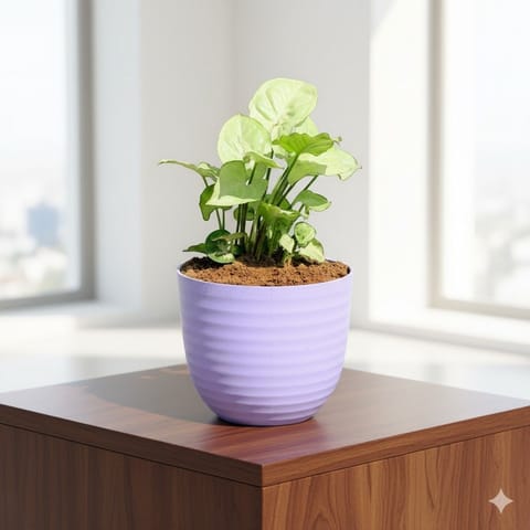 Gift Ready - Syngonium White in 4 Inch Purple Avora Premium Plastic Planter - with Gift Bag