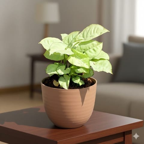 Gift Ready - Syngonium White in 4 Inch Mocha Avora Premium Plastic Planter - with Gift Bag