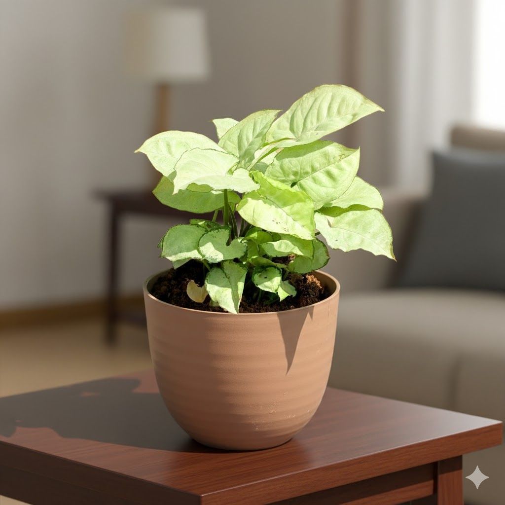 Gift Ready - Syngonium White in 4 Inch Mocha Avora Premium Plastic Planter - with Gift Bag