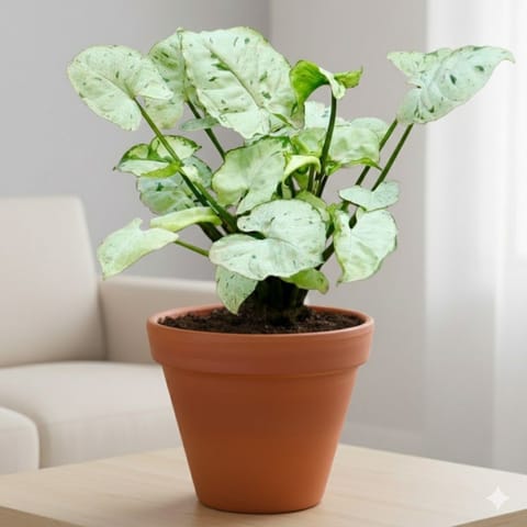 Gift Ready - Syngonium White in 3 inch Dhara Maati Pot - Natural Clay Classic Look - with Gift Bag