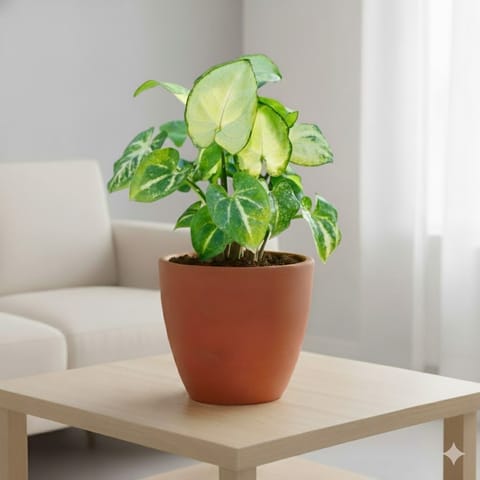 Gift Ready - Syngonium Pixie Green in 4 inch Shilp Maati Pot - Chic Small Pot for Decor Corners - with Gift Bag