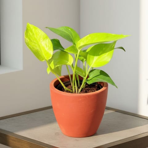 Gift Ready - Money Plant Golden in 4 inch Shilp Maati Pot - Chic Small Pot for Decor Corners - with Gift Bag