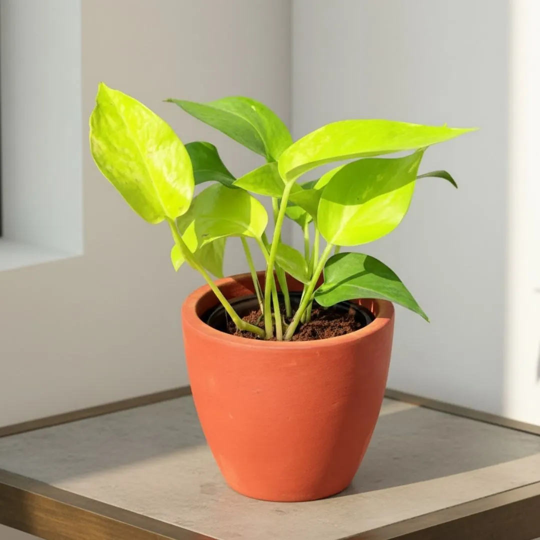 Gift Ready - Money Plant Golden in 4 inch Shilp Maati Pot - Chic Small Pot for Decor Corners - with Gift Bag