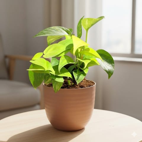 Gift Ready - Money Plant Golden in 4 Inch Mocha Avora Premium Plastic Planter - with Gift Bag