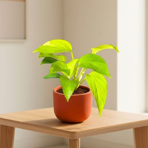 Gift Ready - Money Plant Golden in 4 inch Aaroh Maati Pot - Modern Curved Handcrafted Appeal - with Gift Bag
