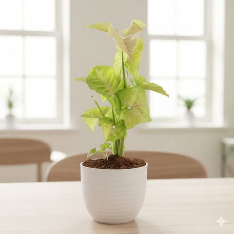 Gift Ready - Syngonium Green in 4 Inch White Avora Premium Plastic Planter - with Gift Bag