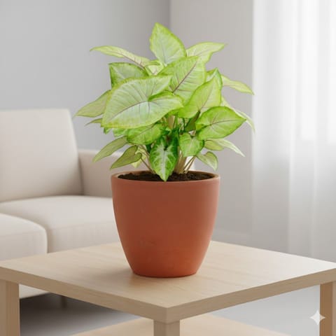 Gift Ready - Syngonium Golden in 4 inch Shilp Maati Pot - Chic Small Pot for Decor Corners - with Gift Bag