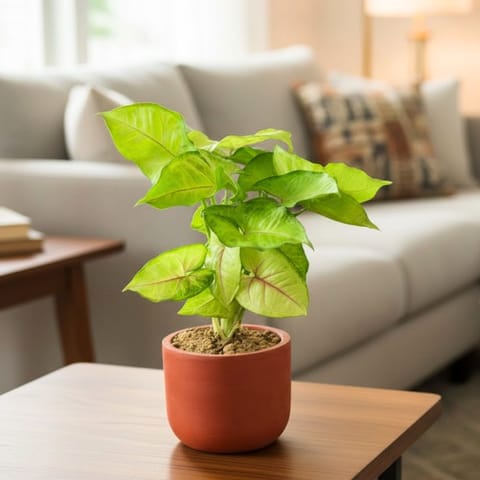 Gift Ready - Syngonium Golden in 4 inch Aaroh Maati Pot - Modern Curved Handcrafted Appeal - with Gift Bag