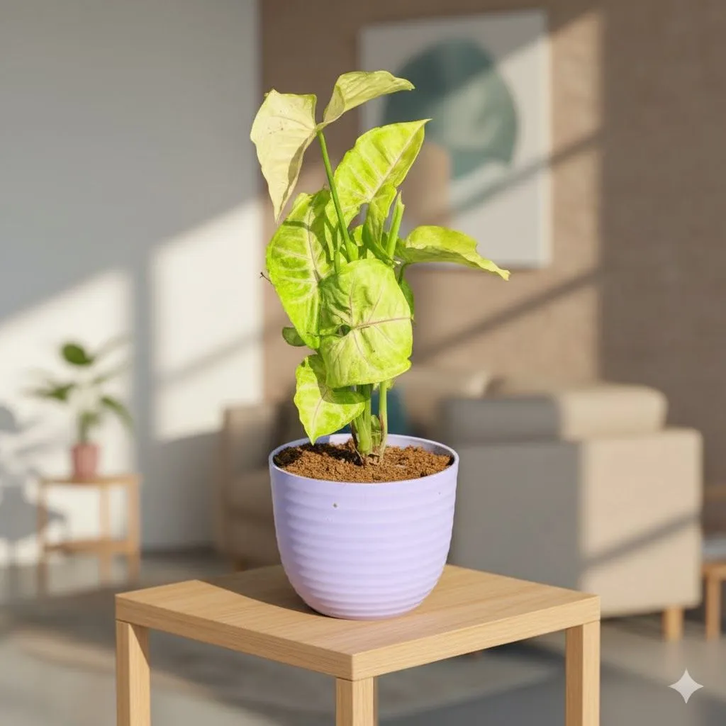 Gift Ready - Syngonium Desi White in 4 Inch Purple Avora Premium Plastic Planter - with Gift Bag