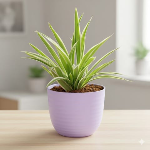 Gift Ready - Spider in 4 Inch Purple Avora Premium Plastic Planter - with Gift Bag