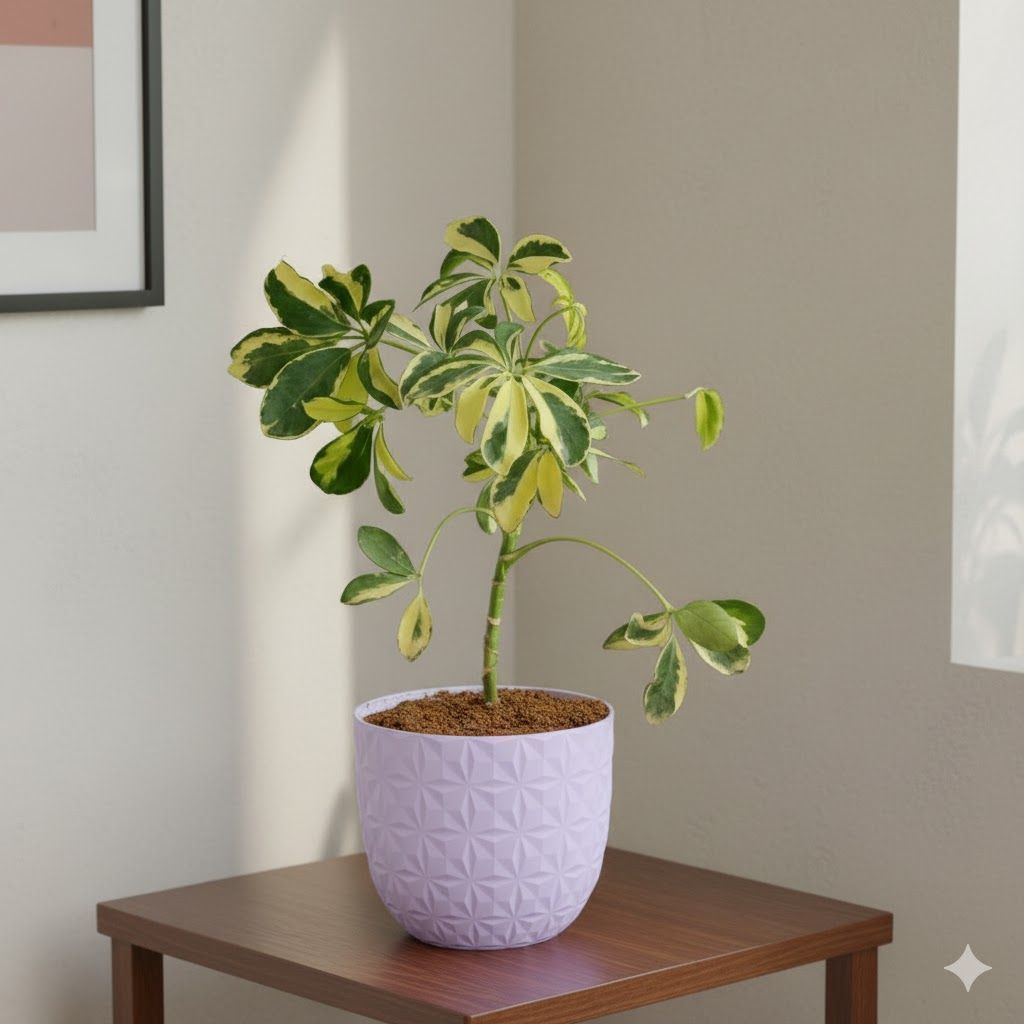 Gift Ready - Schefflera Brassia in 4 Inch Purple Leafora Premium Plastic Planter - with Gift Bag