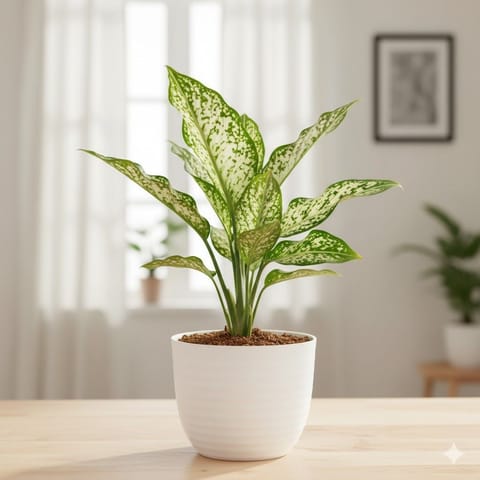 Gift Ready - Aglaonema Snow White in 4 Inch White Avora Premium Plastic Planter - with Gift Bag