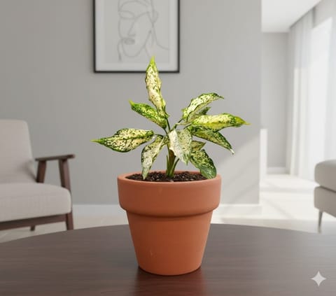 Gift Ready - Aglaonema Snow White in 3 inch Dhara Maati Pot - Natural Clay Classic Look - with Gift Bag