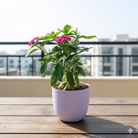 Gift Ready - Periwinkle / Vinca / Sadabahar (any colour) in 4 Inch Purple Avora Premium Plastic Planter - with Gift Bag