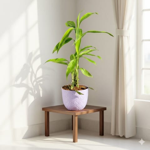 Gift Ready - Lucky Bamboo in 4 Inch Purple Leafora Premium Plastic Planter - with Gift Bag