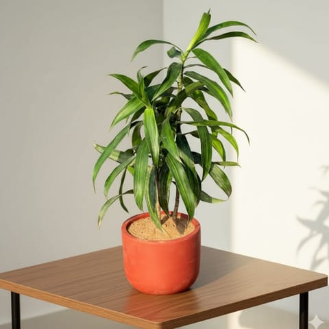 Gift Ready - Dracaena Messenger in 4 inch Aaroh Maati Pot - Modern Curved Handcrafted Appeal - with Gift Bag