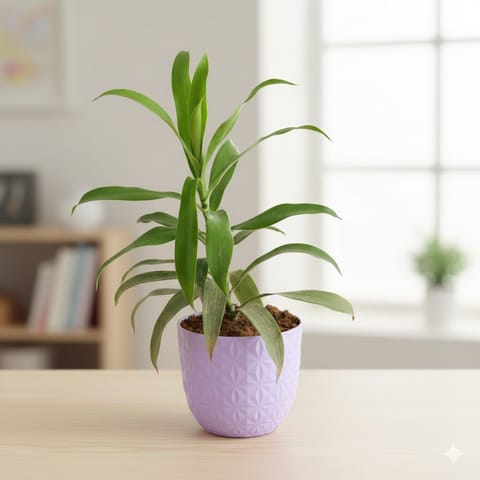 Gift Ready - Dracaena Green in 4 Inch Purple Leafora Premium Plastic Planter - with Gift Bag