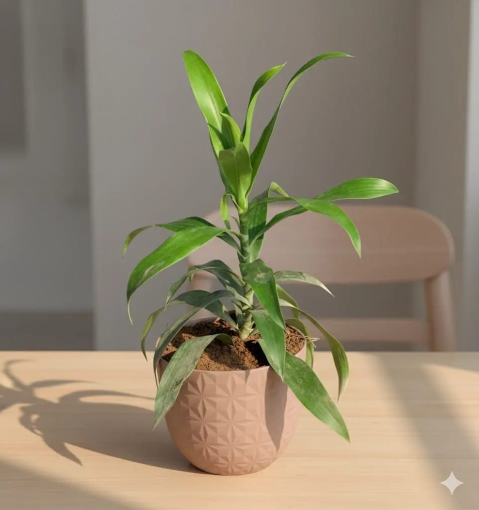 Gift Ready - Dracaena Green in 4 Inch Mocha Leafora Premium Plastic Planter - with Gift Bag