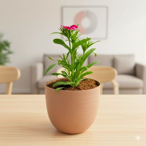 Gift Ready - Dianthus (any colour) in 4 Inch Mocha Avora Premium Plastic Planter - with Gift Bag