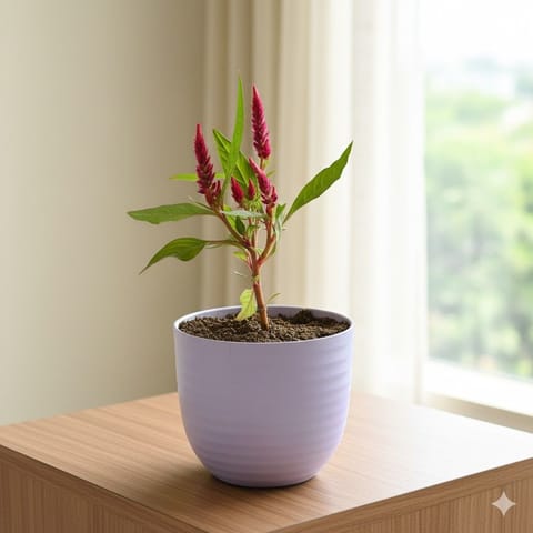 Gift Ready - Celosia (any colour) in 4 Inch Purple Avora Premium Plastic Planter - with Gift Bag