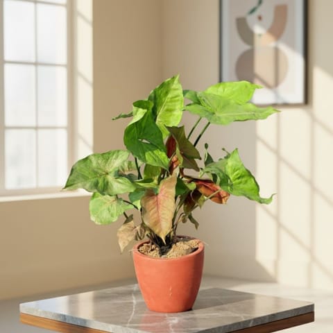 Gift Ready - Syngonium Bronze in 4 inch Shilp Maati Pot - Chic Small Pot for Decor Corners - with Gift Bag