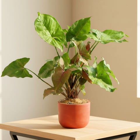 Gift Ready - Syngonium Bronze in 4 inch Aaroh Maati Pot - Modern Curved Handcrafted Appeal - with Gift Bag