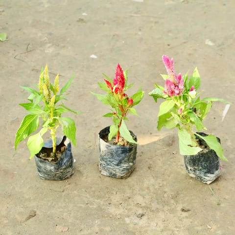 Set of 3 Celosia / Cockscomb (Any Colour) in 4 Inch Nursery Bag