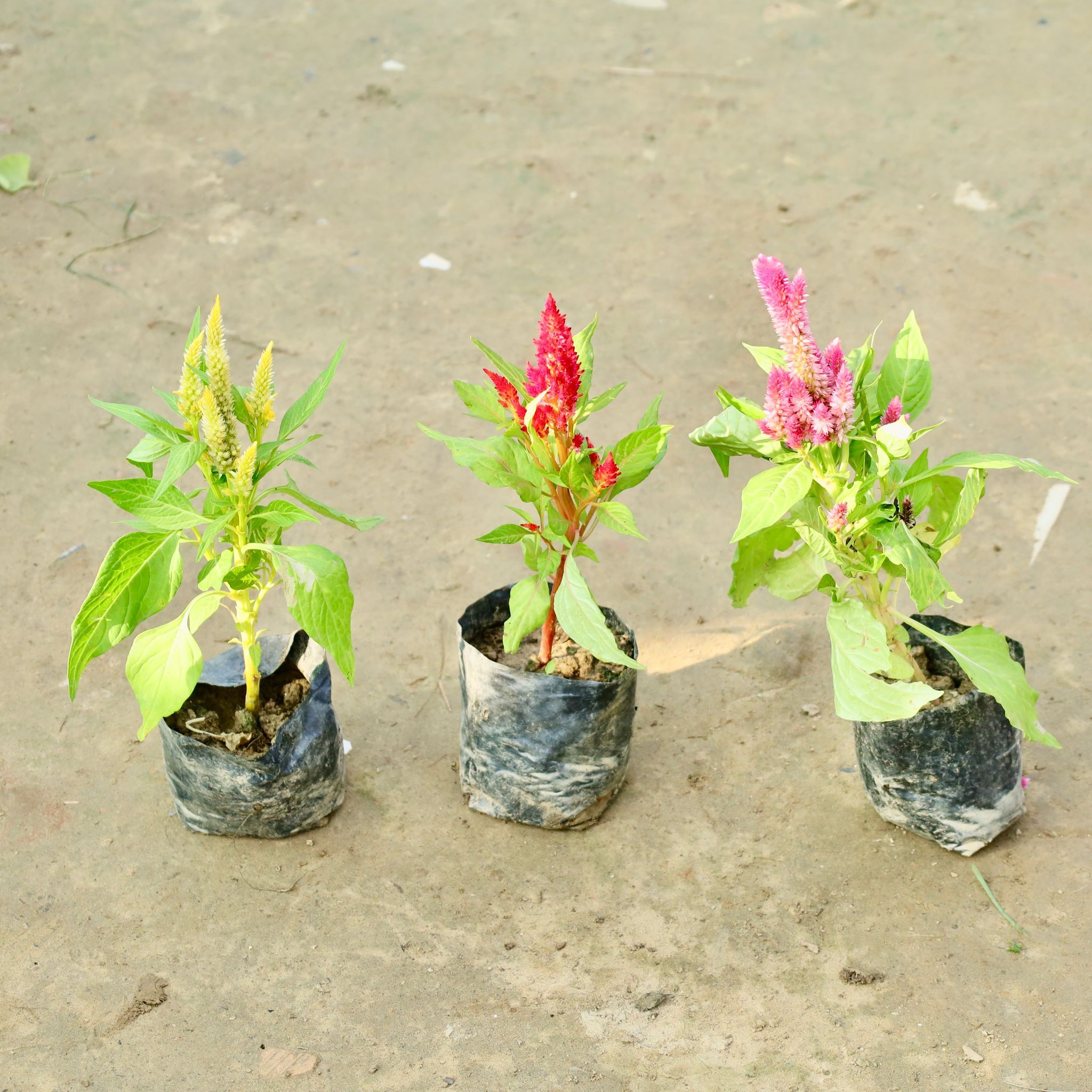 Set of 3 Celosia / Cockscomb (Any Colour) in 4 Inch Nursery Bag