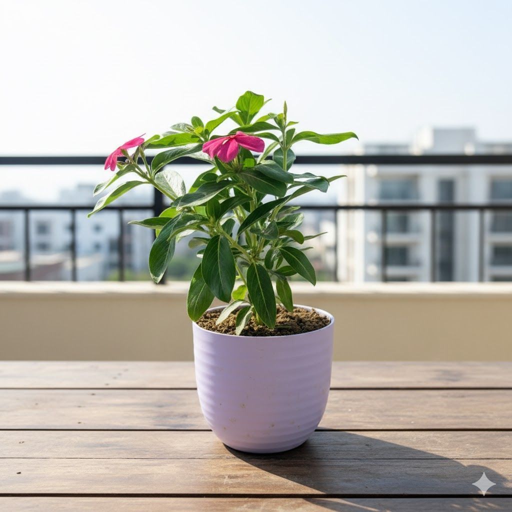 Gift Ready - Periwinkle / Vinca / Sadabahar (any colour) in 4 Inch Purple Avora Premium Plastic Planter - with Gift Bag