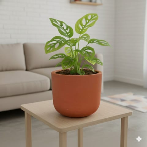 Gift Ready - Monstera Broken Heart in 4 inch Aaroh Maati Pot - Modern Curved Handcrafted Appeal - with Gift Bag