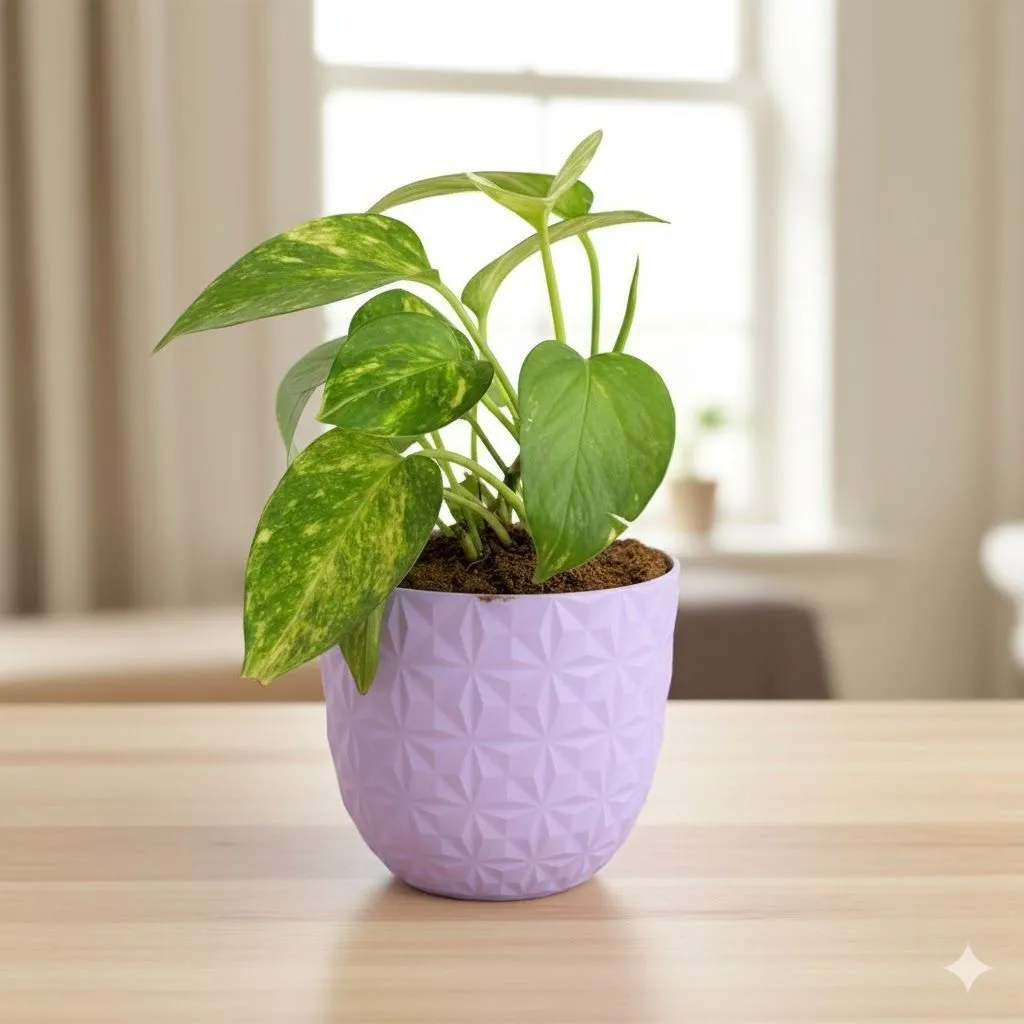 Gift Ready - Money Plant Green in 4 Inch Purple Leafora Premium Plastic Planter