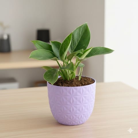 Gift Ready - Philodendron Birkin in 4 Inch Purple Leafora Premium Plastic Planter - with Gift Bag