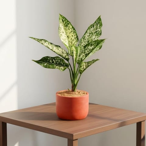 Gift Ready - Aglaonema Snow White in 4 inch Aaroh Maati Pot - Modern Curved Handcrafted Appeal - with Gift Bag