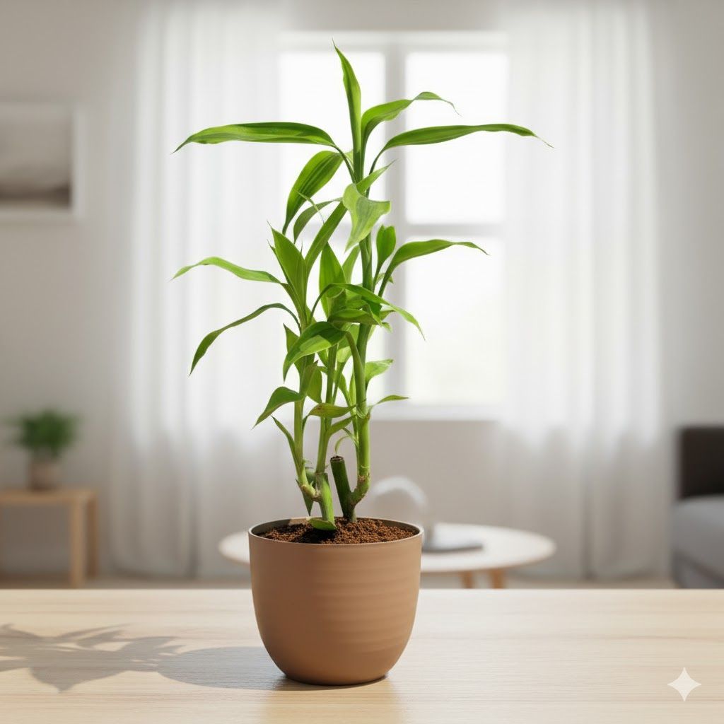 Gift Ready - Lucky Bamboo in 4 Inch Mocha Avora Premium Plastic Planter - with Gift Bag