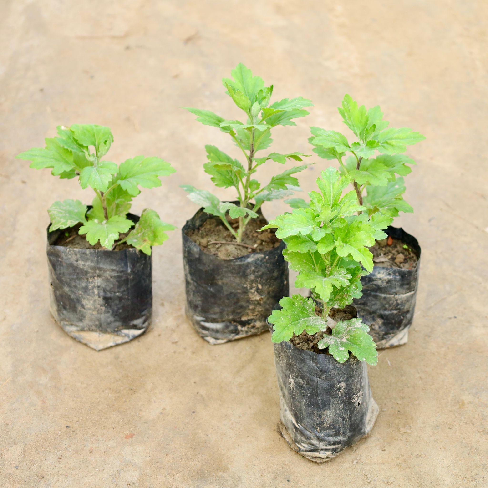 Set Of 4 - Chrysanthemum / Guldawari (Any Colour) in 4 Inch Nursery Bag