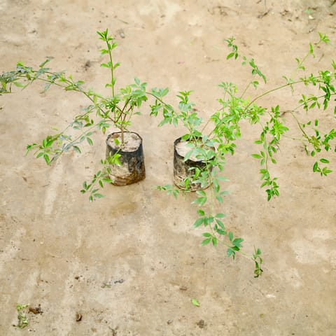 Set Of 2 - Chameli (Any Colour) in 4 Inch Nursery Bag