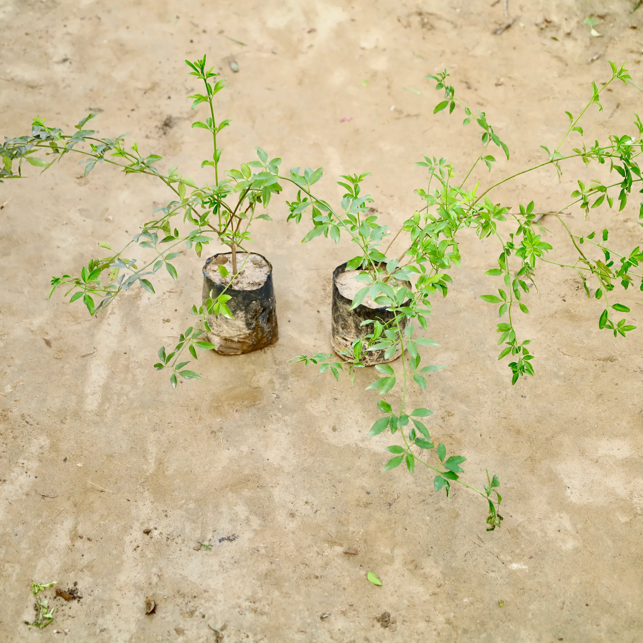 Set Of 2 - Chameli (Any Colour) in 4 Inch Nursery Bag