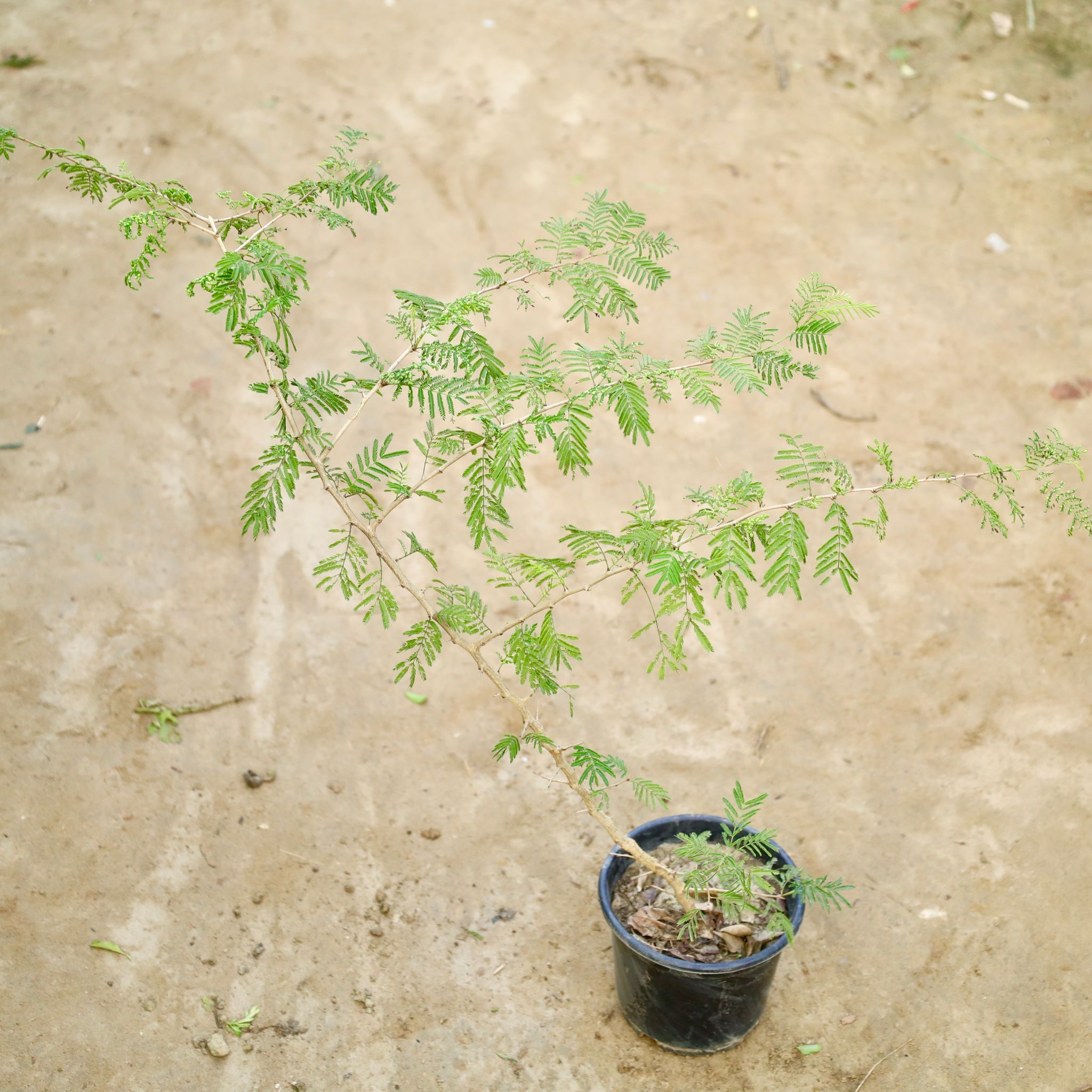 Shami Plant (3 Ft) in 6 Inch Nursery Pot