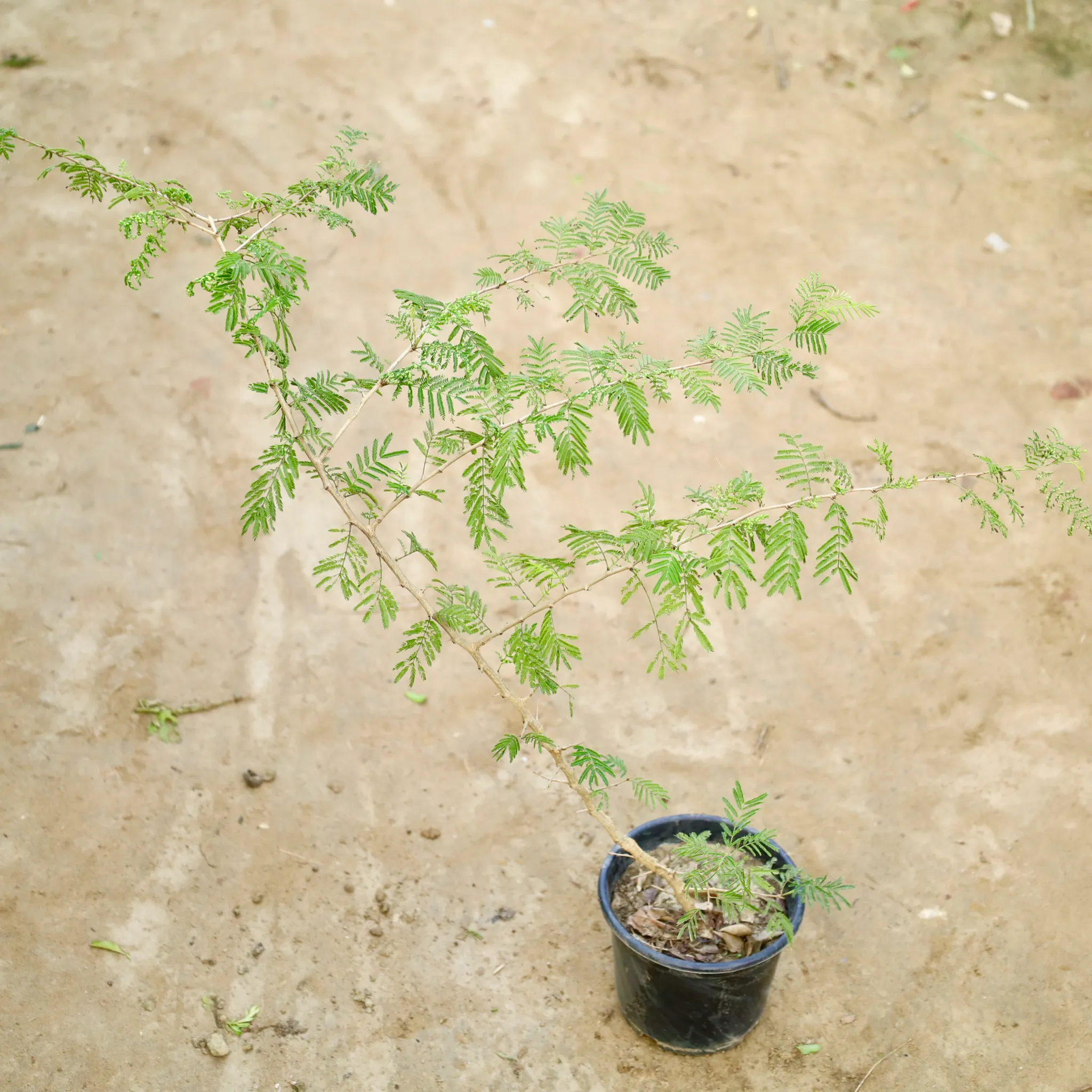 Shami Plant (3 Ft) in 6 Inch Nursery Pot