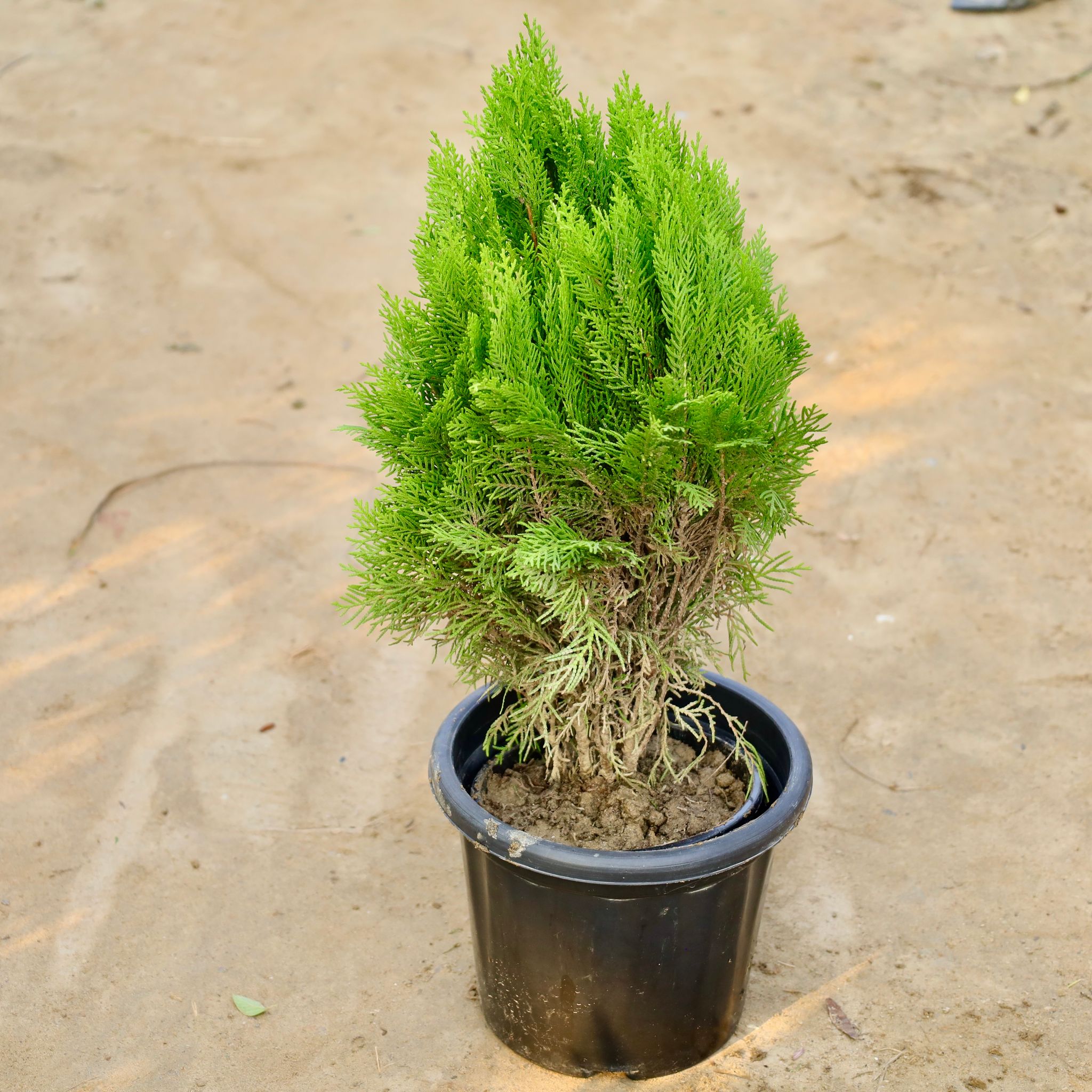 Morpankhi / Thuja in 8 Inch Nursery Pot