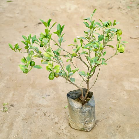 China Orange in 8 Inch Nursery Bag