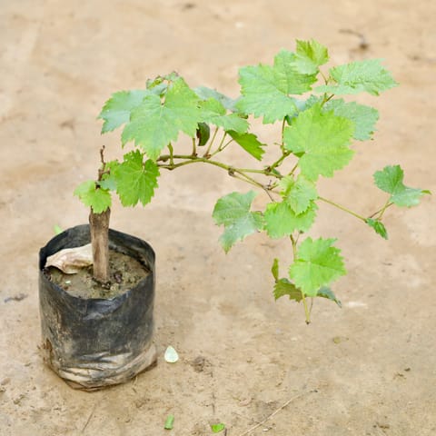 Grapes / Angoor Bel in 6 Inch Nursery Bag