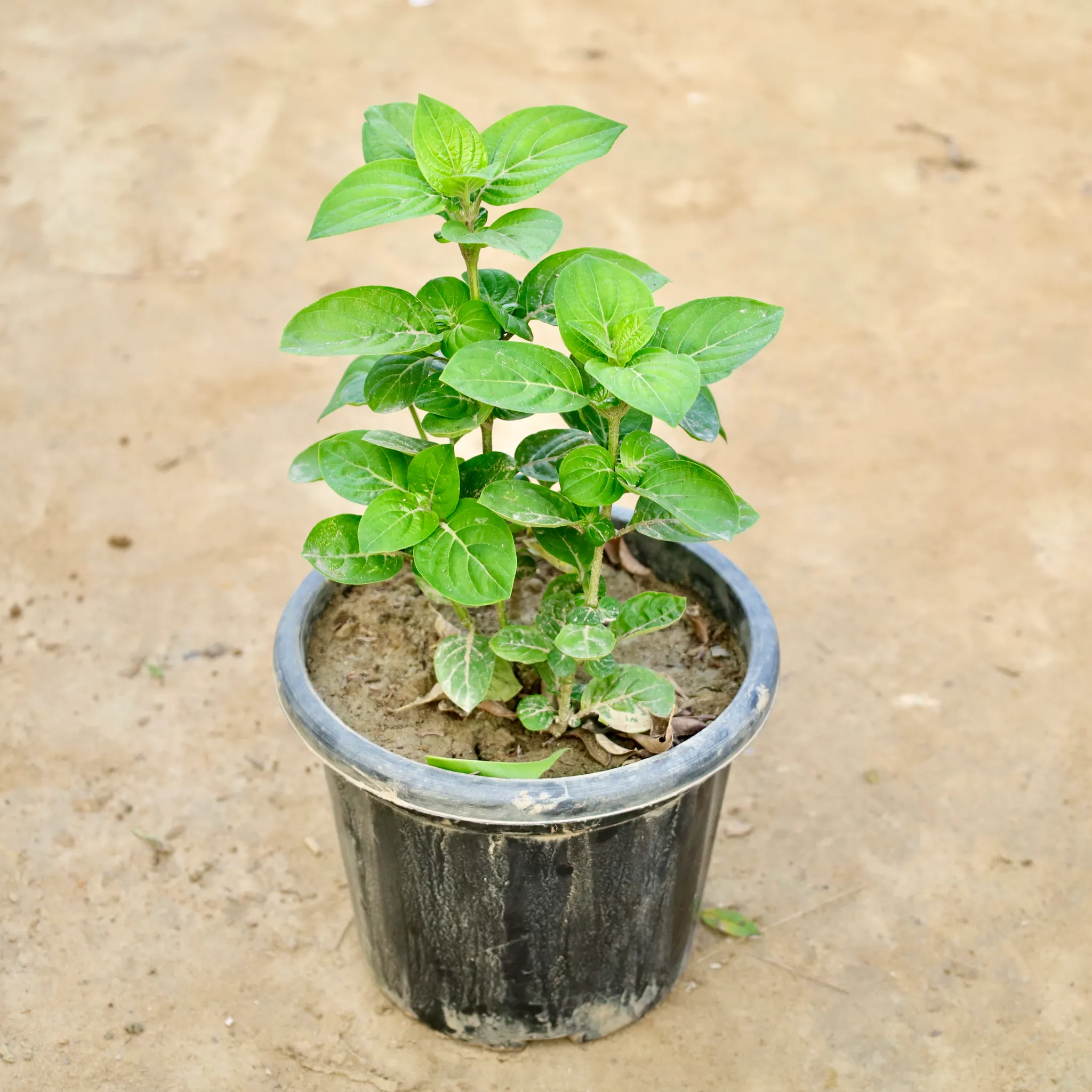 Barleria Cristata Blue in 8 Inch Nursery Pot