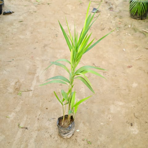 Elaichi / Cardamom in 4 Inch Nursery Bag