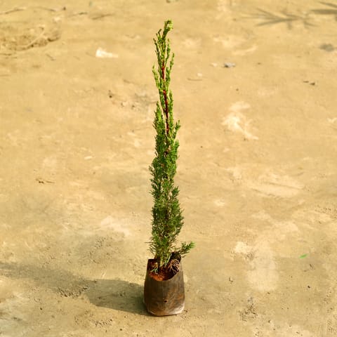 Pencil Pine in 4 Inch Live Fresh Plant Nursery Bag in Karol Bagh