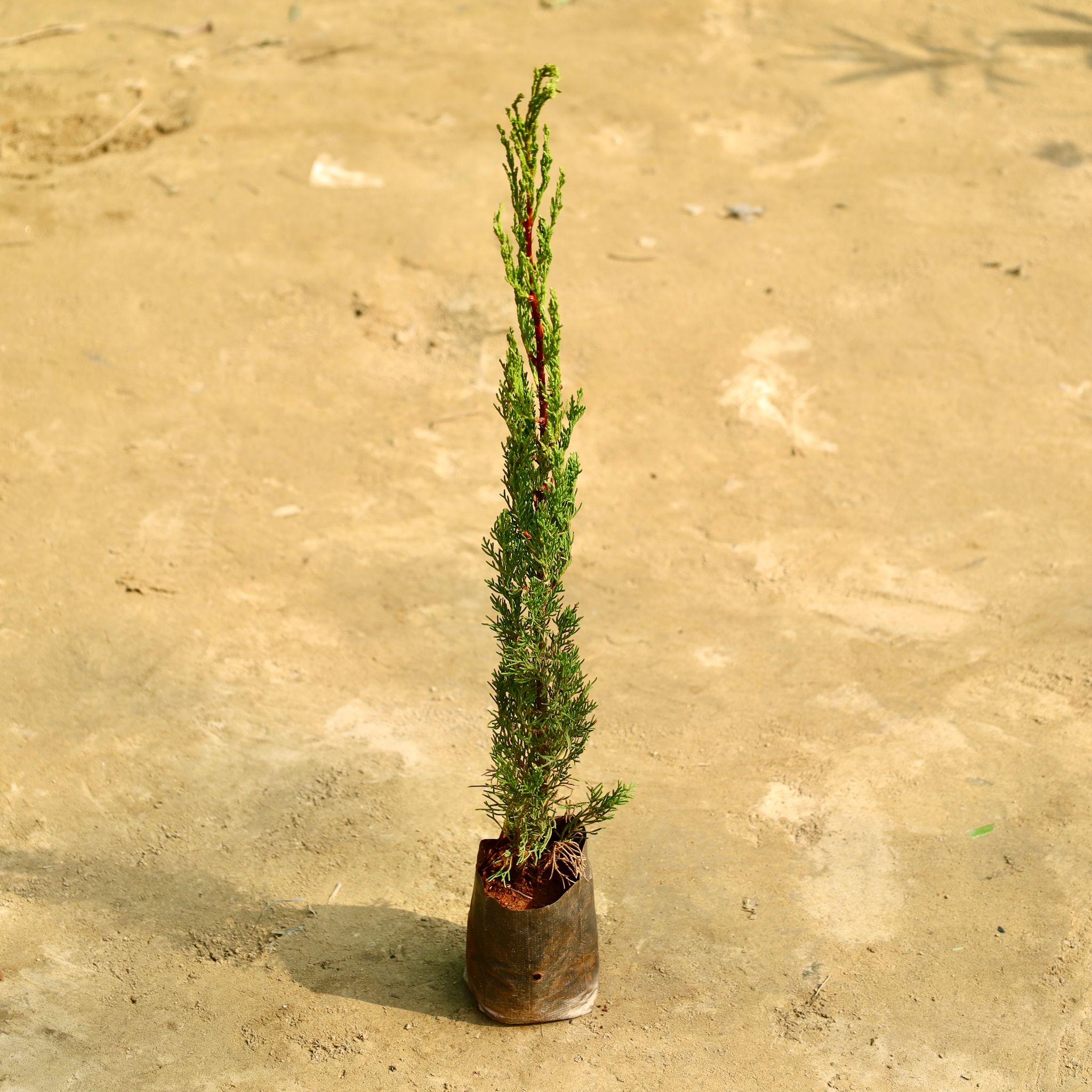 Pencil Pine in 4 Inch Nursery Bag